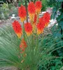 Stauden Gänge 5 x Kniphofia 'Papaya Popsicle' - Fackellilie Produktbild-Vorschau 3