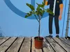 Sunnytree - Feigenbaum - Obstbaum - Brown Turkey - Süße Produktbild-Vorschau 5