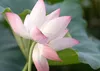 SAFLAX Anzucht Set - Indische Lotusblume - Nelumbo nucifera Produktbild-Vorschau 4