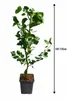 Aprikosenbaum Prunus armeniaca 100–120 cm – Obstbaum für Produktbild-Vorschau 5