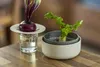 Plastia Urbalive Hydrokultur-Schale Regrow, Elfenbein Produktbild-Vorschau 5