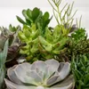 Sukkulenten Mix Everspring  - 18 Stück - 10 cm - Ø8,5 - 9 Produktbild-Vorschau 3