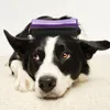 Pet Teezer, Fellpflegebürste für Hunde, Violett/Grau Produktbild-Vorschau 7