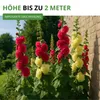 Stockrosen Prachtmischung Samen - Alcea rosea - Rosensamen Produktbild-Vorschau 7