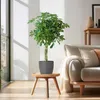 Schefflera Arb Nora - arália lúcovitá, izbová rastlina + Náhľad obrázku produktu 3