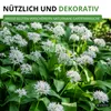 Bärlauch Waldknoblauch Samen - Allium ursinum - Produktbild-Vorschau 7