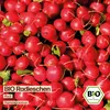 Samenliebe  Radieschen Samen | Rudi - mild & rund - Produktbild-Vorschau 4