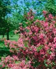 Weigela 'Styriaca', Weigelie, rosa Blüten, 60–100 cm Produktbild-Vorschau 4