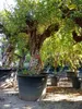 Drzewo granatu Sunny Tree XXL, Punica Granatum, 240 cm, Podgląd zdjęcia produktu 3