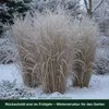 Stauden Gänge 3 x Panicum virgatum 'Northwind' im 1 Liter Produktbild-Vorschau 6