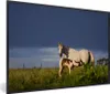 MuchoWow® MuchoWow® Gerahmtes Poster Pferde - Gras - Fohlen Produktbild-Vorschau 1