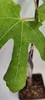 Set di 4 fichi – Ficus carica – Brown Turkey, Bornholms Anteprima dell’immagine prodotto 2