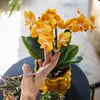 Kolibří orchideje - oranžová zlatá orchidej Phalaenopsis - Náhled obrázku produktu 14