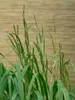 Spartina pectinata 'Aureomarginata', Goldrandgras, ca. 9x9 Produktbild-Vorschau 5