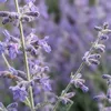 Bloomique - Zestaw 6 sztuk - Perovskia Blue Spire - Podgląd zdjęcia produktu 4