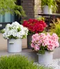 BALDUR Garten 3x Zwerg-Azalee 'Encore Autumn®', Pflanzen im Produktbild-Vorschau 3