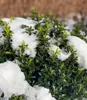 BALDUR Garten 1x Euonymus 'Green Empire®', Pflanze im 9x9 Produktbild-Vorschau 2