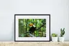 MuchoWow® MuchoWow® Gerahmtes Poster Tukan im Baum 40x30 cm Produktbild-Vorschau 6