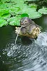 Ubbink Schwimmender Wasserspeier Otter auf seinem Baumstamm Produktbild-Vorschau 4