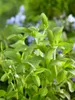 Stevia rebaudiana, Süßkraut, ca. 11x11 cm Topf Produktbild-Vorschau 11