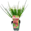 2 X Edelginster Boskoop Ruby / Cytisus | Kleinstrauch und Produktbild-Vorschau 4