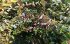 Abelia 'Edward Goucher' - Abelie 'Edward Goucher' 50- 60 cm Anteprima dell’immagine prodotto 2