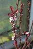 Prunus cistena - Zwerg-Blutpflaume 60- 80 cm - Container Produktbild-Vorschau 3