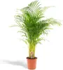 Areca-Palme Dypsis lutescens Ø24cm 130cm Betelpalme Produktbild-Vorschau 1