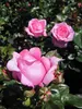Edelrose Desiree ® - Rosa Desirèe- Tantau Rose - ADR Rose Produktbild-Vorschau 1