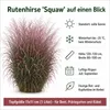 Stauden Gänge 1 x Panicum virgatum 'Squaw' im 1 Liter Topf Produktbild-Vorschau 8