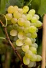 Vitis vinifera 'Lakemont', Weinrebe, kernlos, 80–100 cm Produktbild-Vorschau 2