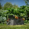 Sadzarka Plastia Berberis DUO anth, A33613 Podgląd zdjęcia produktu 13