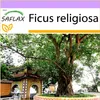 SAFLAX - Fík Buddha / Strom Bodhi - Ficus religiosa - 100 Náhled obrázku produktu 10