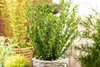 Ilex crenata 'Robustico', Japanische Stechpalme, immergrün, Produktbild-Vorschau 5