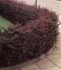 BALDUR Garten 14er Vogelschutz-Hecke 'Bird-Lover', Pflanzen Produktbild-Vorschau 3