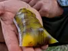 Tandem Baits Carp Food PVA Booster Super Erdbeere, Produktbild-Vorschau 7