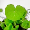 Aquarium Pflanze Aquariumpflanze Hydrocotyle leucocephala Produktbild-Vorschau 3