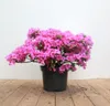 Rhododendron obt. 'Königstein', lila Blüten, 30–40 cm Produktbild-Vorschau 1