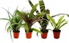 Mini zestaw bromeliad "Nature's Touch" - 4 rosliny o Podgląd zdjęcia produktu 1
