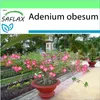 SAFLAX Garden to go - púštne ruže - Adenium obesum - 8 Náhľad obrázku produktu 5
