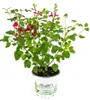 Enseleits Johannisbeer-Salbei, Salvia microphylla, Kräuter Produktbild-Vorschau 1