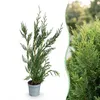 Green boutiQ - 40x Cupressocyparis leylandii 2011 - Produktbild-Vorschau 1