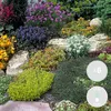 Bloomique - 6er-Mix - Steingartenpflanzen-Mix - Produktbild-Vorschau 2