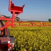 30 kg Semi di Colza Sfusi Nero Purificato Caldo Pacchi Anteprima dell’immagine prodotto 7