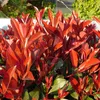 GreenboutiQ - Heckenpflanzen - Photnia fraseri Red Robin - Produktbild-Vorschau 4