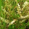 Klimorchidee (Lasiobema scandens) - 5 zaden Productafbeelding-voorbeeld 3