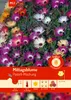 Artikelbild 1 von 'Mittagsblume Pastell-Mischung' aus der Kategorie Blumensamenmischung Produktbild-Vorschau