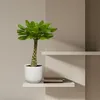 Vulkanpalme Brighamia insignis Zimmerpflanze 25cm hoch Produktbild-Vorschau 4