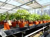 Kaki Baum Bonsai 50 - 60 cm Sorte "Rojo Brilliante" Produktbild-Vorschau 6