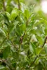 Ilex meserveae 'Heckenfee', ostrokrzew, zimozielony, 40-50 Podgląd zdjęcia produktu 3